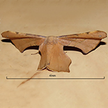 Xenimpia erosa